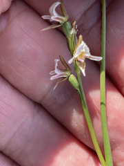 Prasophyllum incurvum