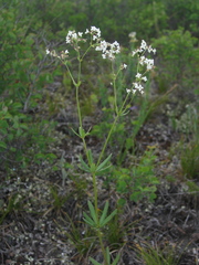 Galium paniculatum
