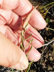 Aspidoglossum heterophyllum