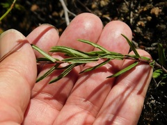 Aspidoglossum heterophyllum