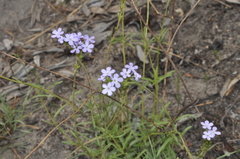 Buchnera longespicata