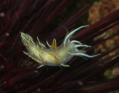 Dendronotus robilliardi