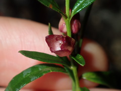 Cyanothamnus polygalifolius