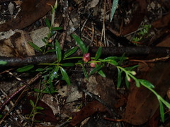 Cyanothamnus polygalifolius