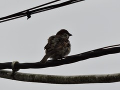 Passer domesticus