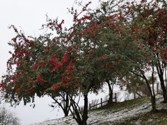 Cotoneaster × watereri