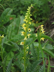 Pedicularis proboscidea