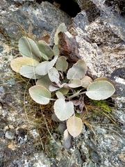 Brachyglottis haastii