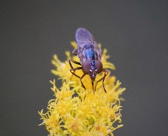 Copestylum chalybescens