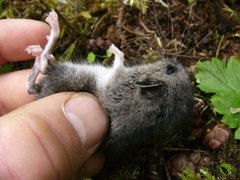 Peromyscus keeni