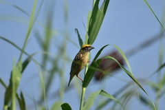 Ploceus manyar