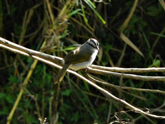 Arremonops conirostris