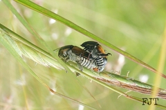 Callirhinus metallescens