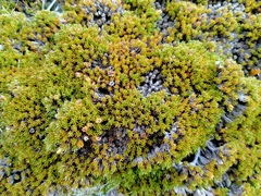 Dracophyllum muscoides