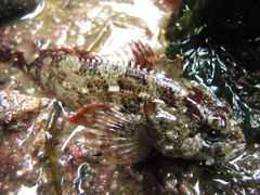 Hemilepidotus hemilepidotus