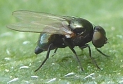 Agromyzinae