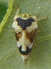 Smiliini