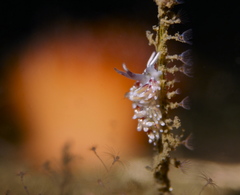 Rubramoena rubescens