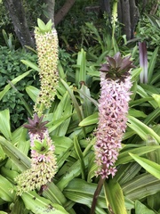 Eucomis comosa