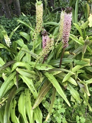 Eucomis comosa