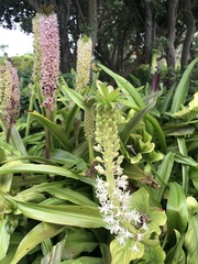 Eucomis comosa