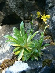 Draba grandis