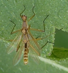 Micropeza lineata