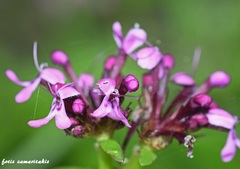 Fedia graciliflora insularis