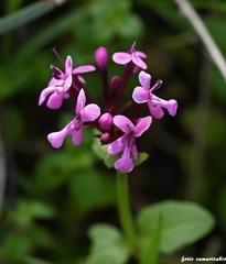 Fedia graciliflora insularis