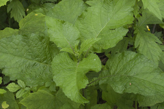 Carpesium macrocephalum