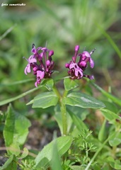 Fedia graciliflora insularis
