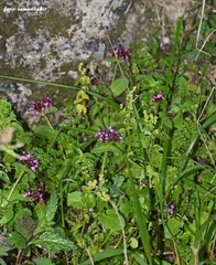 Fedia graciliflora insularis