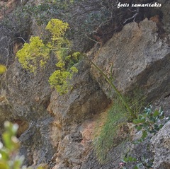 Ferulago thyrsiflora