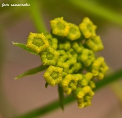 Ferulago thyrsiflora