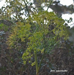 Ferulago thyrsiflora