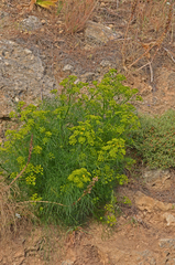 Ferulago thyrsiflora