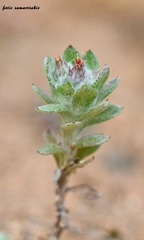 Filago aegaea aristata