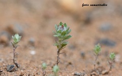 Filago aegaea aristata