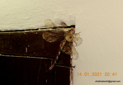 Gynacantha dravida