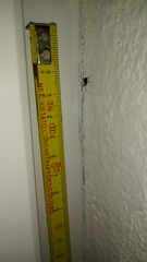 Araneae
