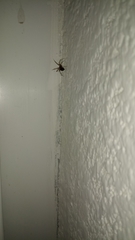 Araneae