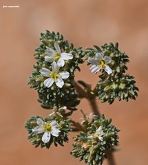 Frankenia hirsuta