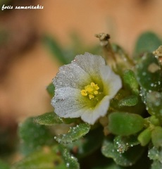 Frankenia pulverulenta