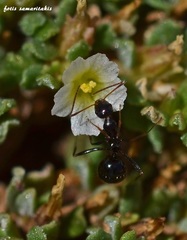 Frankenia pulverulenta