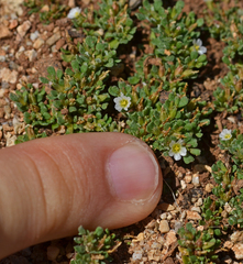 Frankenia pulverulenta