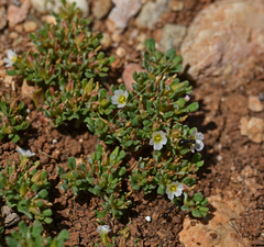 Frankenia pulverulenta