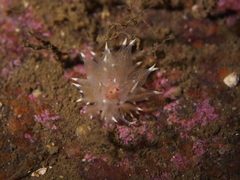 Amphorina linensis