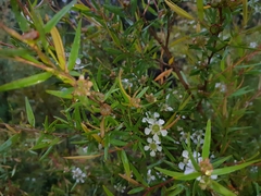 Leptospermum juniperinum