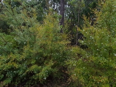 Leptospermum juniperinum