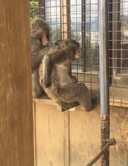 Macaca fuscata fuscata